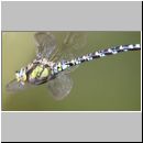 Aeshna cyanea - Blaugruene Mosaikjungfer m05c - Hoerne-Wiese-Tuempel.jpg